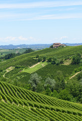 Fototapeta premium Summer landscape in Langhe (Italy)