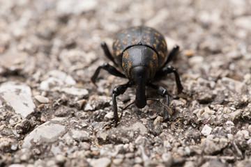 Großer brauner Rüsselkäfer