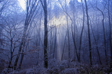Fototapeta premium Winter Sun Light Ic Coming Through the Frosen Forest Trees