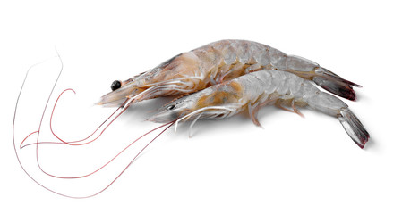 Close up banana prawn or shrimp isolated on white