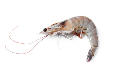 Close up banana prawn or shrimp isolated on white