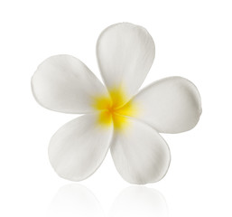 Fototapeta na wymiar frangipani, plumeria isolate on white