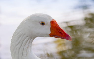 White goose close-up profile portrait