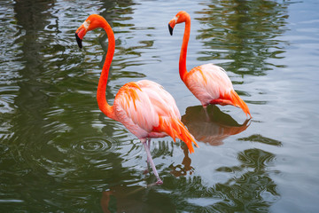 Two pink flamingos walking in shallow water
