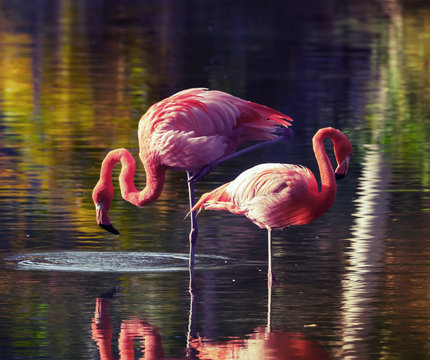 Fototapeta Two pink flamingos standing in the water with reflections
