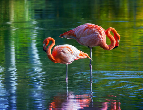 Fototapeta Two pink flamingos standing in the water. Stylized photo