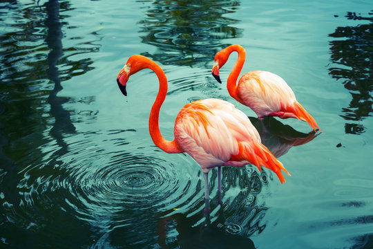 Two pink flamingos walking in the water with reflections