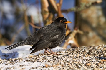 Common Blackbird in the winter