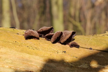 Desiccated mushroom Auricularia auricula-judae