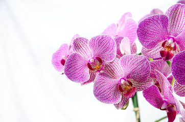 Fototapeta na wymiar Purple Striped orchid