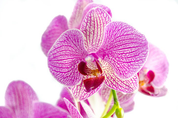 Naklejka na ściany i meble Purple Striped orchid