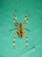 Lurking spider