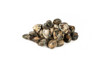 Vongole fresche in fondo bianco