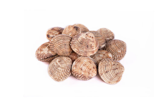 Tartufo di mare.Venus verrucosa