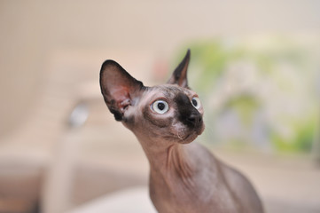 Canadian sphynx on the white background