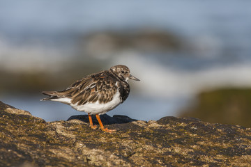 Ruddy Turnstone (Arenaria interpres) photographed in the Spanish