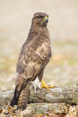 Common buzzard (Buteo buteo) in its branch