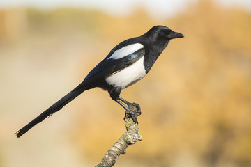Magpie,(Pica pica), perched on a branch. Spain