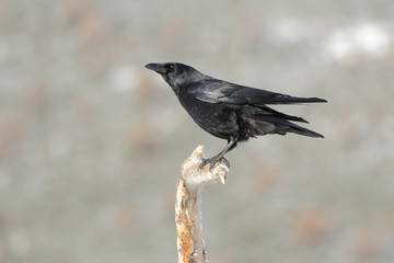 Common crow, ( Corvus corone), perched on a branch