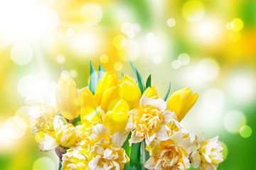 Osterglocken, Tulpen, Bokeh