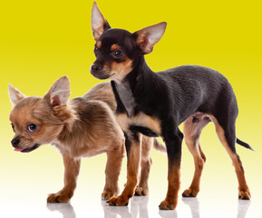 adorable Chihuahua puppy on Yellow background