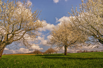Obraz premium Kirschblüten