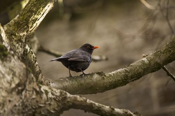 Blackbird (Male)