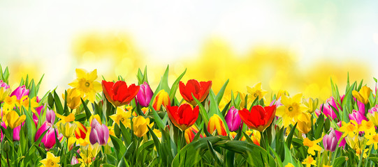 Frühlingsblumen auf der Wiese Natur © drubig-photo