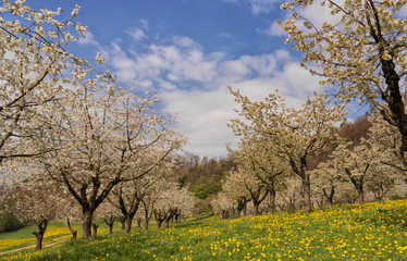Obraz premium Kirschblüten