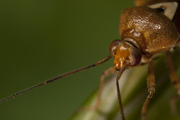 Big Face