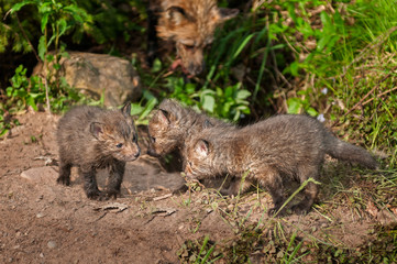 Three Red Fox Kits (Vulpes vulpes) Meet
