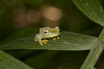 Costarican frog