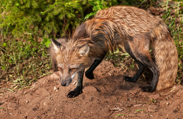 Red Fox Vixen (Vulpes vulpes) Stands Alert at Den