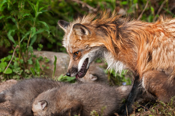 Red Fox Vixen (Vulpes vulpes) Watches Over Her Kits