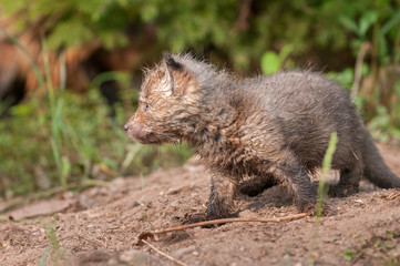 Red Fox Kit (Vulpes vulpes) Side View