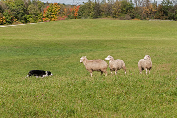Fototapeta premium Stock Dog and Sheep (Ovis aries) Standoff