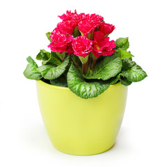 Red Primula in ceramic pot isolated on white background.