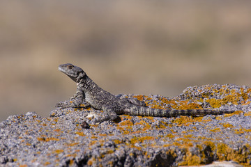 Lizard on stone wall