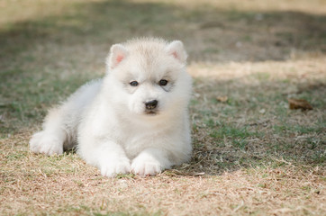 Cute siberian husky puppy on green grass