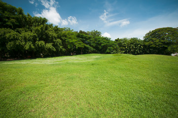 Green summer park garden.