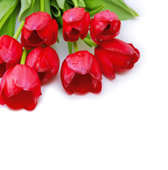 Red tulips background.