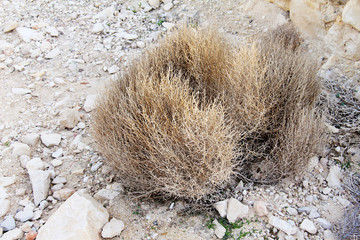 tumbleweed