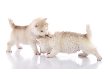 Two siberian husky puppies playing on white background