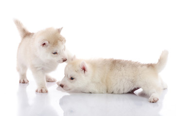 Fototapeta na wymiar Two siberian husky puppies playing on white background