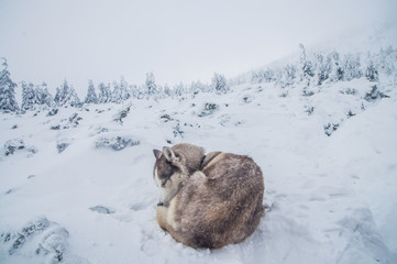 Siberian husky sleeping in the mountains