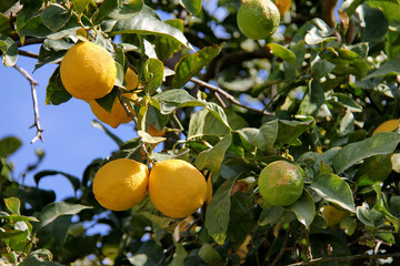 Lemon tree branch with leaves and fruits on blue sky background