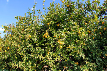 Lemon tree with leaves and fruits on blue sky background