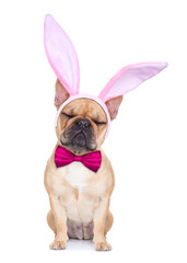 bunny easter ears dog