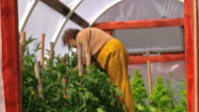 Grandma gardener woman tie tomato plants in greenhouse