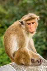 Affe in Sri Lanka